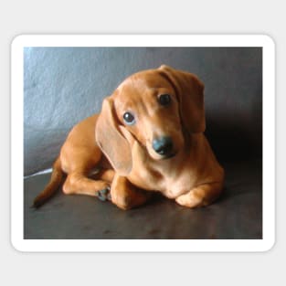 lily dachshund tekel puppy Sticker